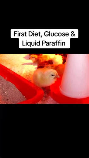First Diet for Day old Chicks: Glucose & Liquid Paraffin | Poultry Farming