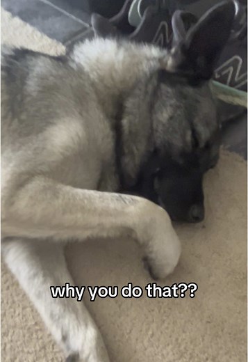 Unique Quirks of Norwegian Elkhounds Explained