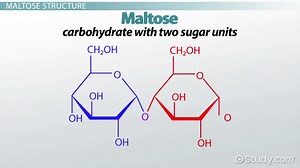 Maltose Definition, Structure & Function