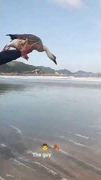 Goose Gags & Comedy gold: The Funniest Fowl Moments! #gooseattack
