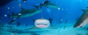 BULL SHARK Diving Excursion & Tour with Dressel Divers