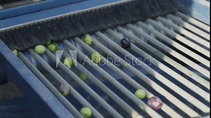 Olive sorting machine. Olive sifting machine. Olives separated from their leaves
