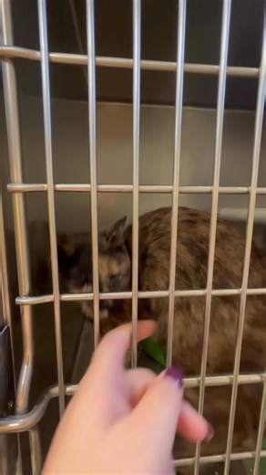 1.2K views | Delilah | Ohio County Animal Shelter Ohio County WV | Facebook