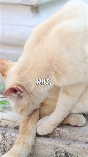 Why does the cat scratch you while playing? #Shorts #cats #behavior