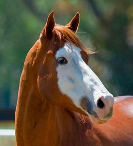 Apache Cat - Alchetron, The Free Social Encyclopedia