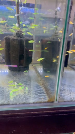 hari ini beli ikan #guppy #aquascape #fishcupang #aquarium