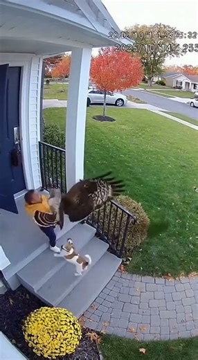 CCTV Captures Brave Puppy Saving Child from Hawk Attack 😱🐶 #shorts
