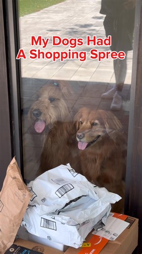 407K views · 856 reactions | Brodie & Luna went on a shopping spree for @amazon Pet Day  Treat your own furry friend during Amazon Pet Day May 13 and 14. Explore deals at https://amazon.visitlink.me/fnfioh #amazonfinds | Amazon.com | Facebook
