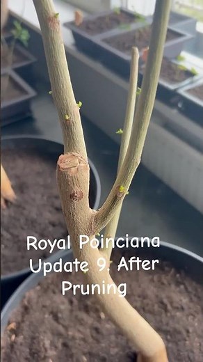 Flame Tree / Flamboyant / Delonix Regia / Royal Poinciana growing new branches after pruning