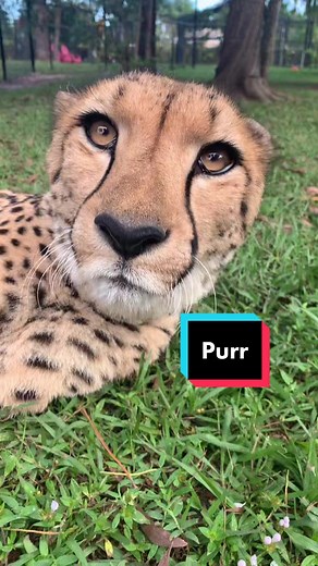 60 Seconds of Cheetah Purring Bliss