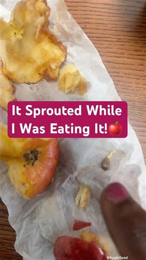 I Was Eating an Apple and the Seed Sprouted — So I Planted It🍎