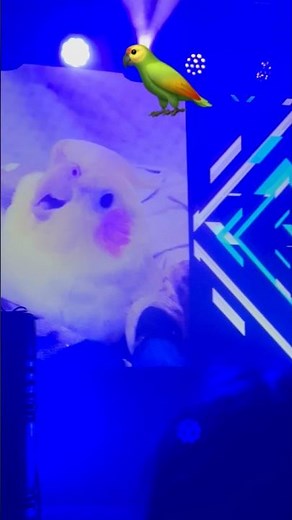 ‪@TheKiffness‬ kookee kookee cockatiel song #london #thekiffness #music #concert