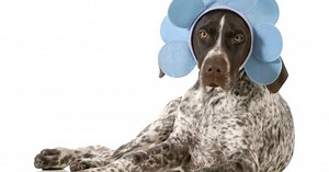 VIDEO: Morate vidjeti kakve sve "spačke" rade vlasnici svojim psima i mačkama