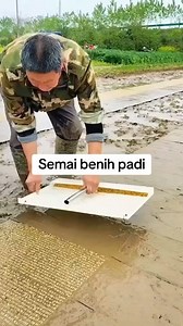 Alat semai padi top | Ban Jumbo King