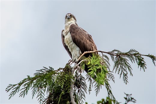 The Webcams of Acadia National Park and Mount Desert Island