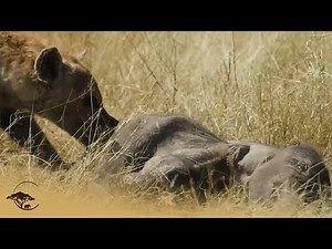Hyena Clan Target Sick Elephant Calf