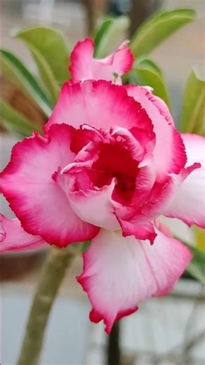 💐Adenium arabicum flower #pruning# 🌹terrace gardening #colorful floors Bonssi plant