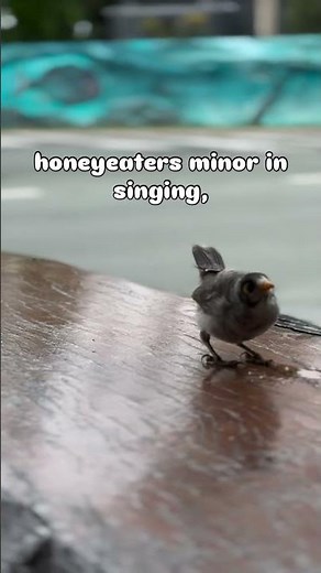 Spring Time in Australia