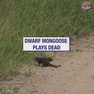 This cutie deserves an Oscar 😜 | SLICK SLIME SAM