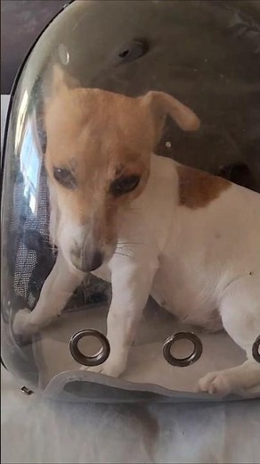 Astronaut Dog Sonya 🚀🐾