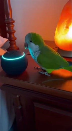 “Alexa, Play Heavy Metal!” — Parrot Wants to Rock