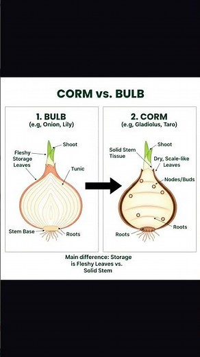 difference between corm and bulb.