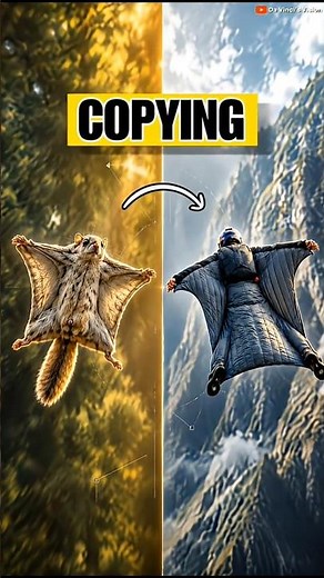 Flying squirrel 🐿️ → flying wing-suit 🪂