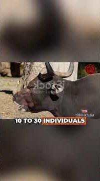 THE WILD ASIAN CATTLE : BANTENG !