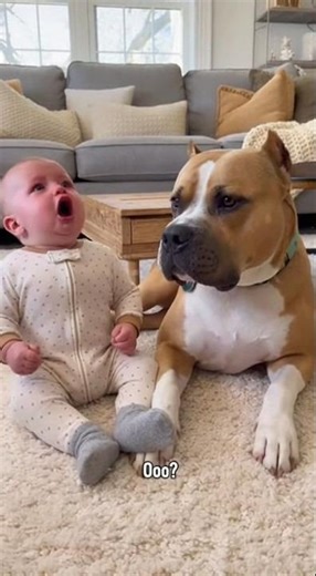 Baby Cries, American Staffordshire Terrier Howls… Then Baby Copies It 😂🐶❤️” #funny #dog #baby #cute