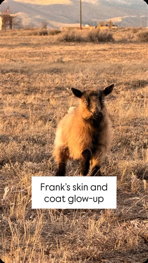 𝚆𝚒𝚕𝚍 𝚂𝚊𝚐𝚎 𝙰𝚌𝚛𝚎𝚜 | 𝙼𝚃 | Shoutout to BOSS, Dawn dish soap, Python Dust, and DE for this amazing glow-up, and to my arms for surviving the hours of cleaning,... | Instagram