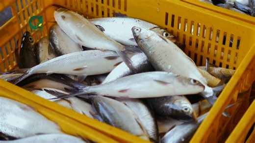 34K views · 310 reactions | Ang bangus, paborito ng maraming Pilipino! Mapa-inihaw, daing, prito, o sinigang, tiyak na patok na patok ‘yan. Alam mo ba ang mga factors na dapat i-consider sa pag-aalaga ng bangus? Panoorin ang video na ito para malaman ang sikreto ng matagumpay na bangus farming. #Agripreneur | Agripreneur | Facebook