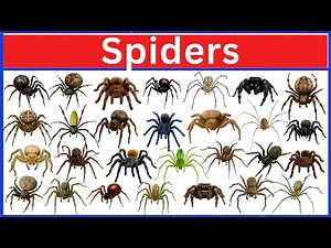 Incredible Spiders You Won’t Believe Exist!