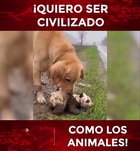¡QUIERO SER CIVILIZADO COMO LOS ANIMALES! #peru #animales #entretenimiento #amor #cariño #amordeperros | CONTIGO TV