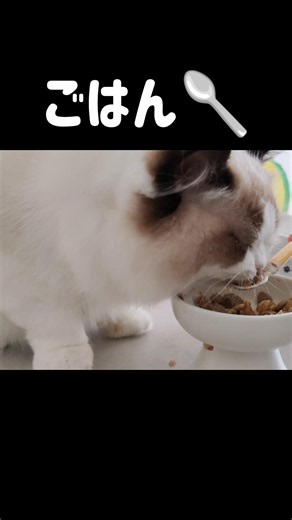 一生懸命😺🥄 #shorts #子猫 #猫 #ラグドール #甘えん坊猫 #猫のいる暮らし