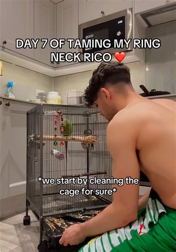 Day 7 of Taming My Ring Neck Parrot Rico