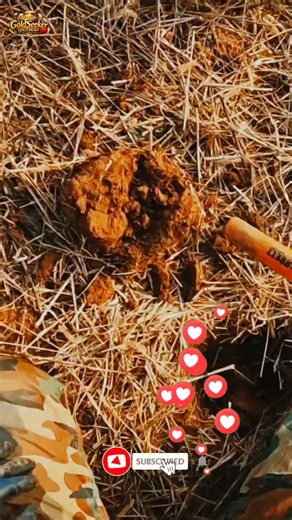 We Tried Our Best… See What Happened #goldseeker #metaldetecting#treasurehunt #satisfying#treasure