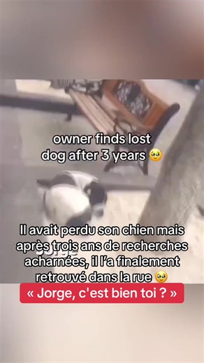Il retrouve son chien après 3 ans de recherches acharnées