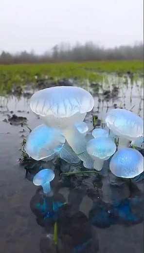 Hydrophilus medusa or "Rain-Wraith", uses hydraulic turgor to maintain its jellyfish-like shape.