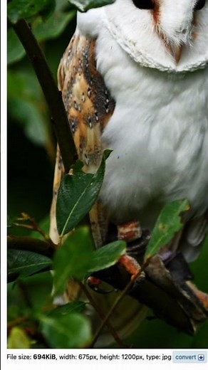 Format AVIF validé par Google, une révolution pour le SEO