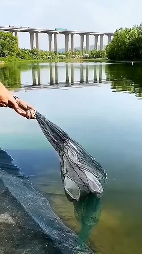 Catch shrimps with umbrella net. You can harvest more and catch fish easily #foryou #tiktok #goodthing #Goodies #fyp