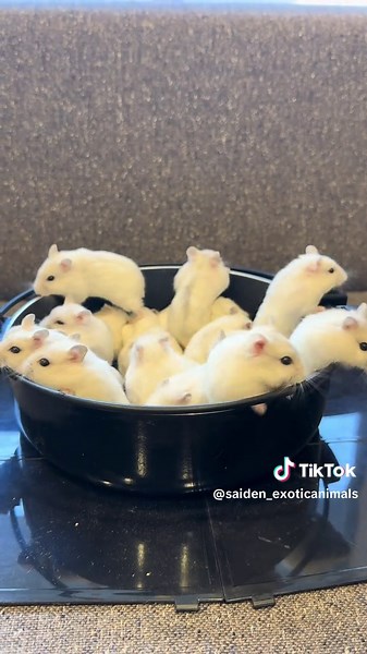 #ハムスター #ハムスターのいる生活 #ハムスターのいる暮らし #ハムスターの日常 #ハムスターの赤ちゃん #ハムスター可愛い #ハムスター大好き #ハムスター好きな人と繋がりたい #ハムスター面白い #ハムスター部 #はむすたー #ハムスターかわいい