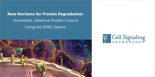 New Horizons for Protein Degradation: Immediate, Selective Protein Control Using the dTAG System