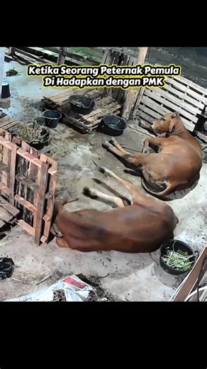 Selain Konsultasi dengan Petugas Medis @Anikp28 saya mendapat Boster semangat dari @KandangPedalaman dan @purnomo sapi mulyo Trima kasih Sedulur semua🙏🙏 #sapipmk #pmk #ternaksapi #peternakansapi #sapisehat