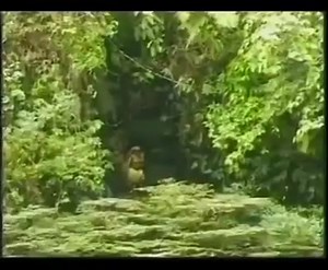 1M views · 6.4K reactions | Shocking - First time this tribe in Papua New Guinea see's a man with white skin, Watch their reaction... #blakprophetz | Blak Prophetz | Facebook