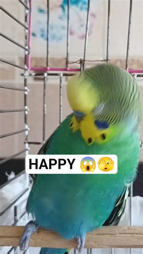 Sounds That Will Build Trust With Your Budgie | Friendly Budgie Sounds