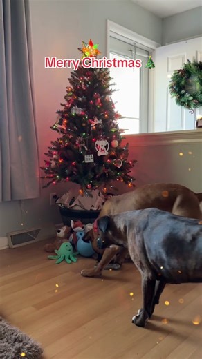 #basicboxers #boxerdog #boxerdogsoftiktok #dogsoftiktok