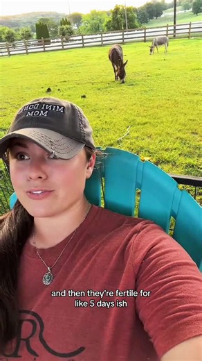 How often my donkeys come into heat on the farm