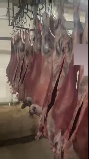 91K views · 492 reactions | Dexter or Aberdeen Angus? #sunday #beef #meat #healthy #choices #love #reels #facebook #backbritishfarming #education #sunsup | E V Slack & Sons - Master Butchers | Facebook