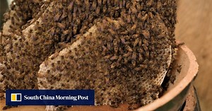 Singapore’s rooftop farm experience reveals buzz bees bring to our lives