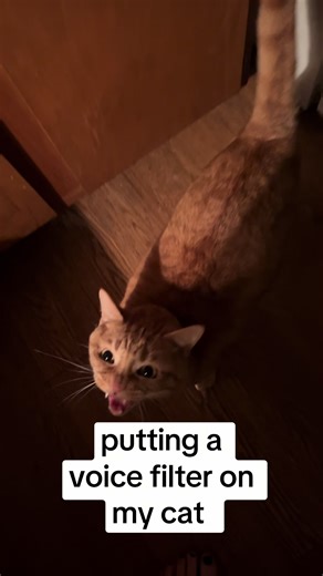 Leo what are you trying to tell us bro…#catsoftiktok #voiceeffects | voice filter on cat